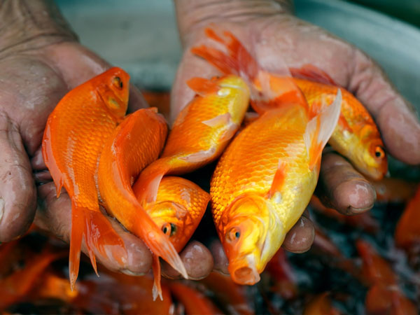 Cá chép đỏ cúng ông Công ông Táo tăng giá theo ngày