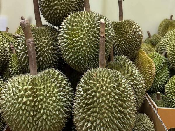 Trung Quốc phát hiện chất gây ung thư ở sầu riêng Thái Lan, hàng Việt bị vạ lây