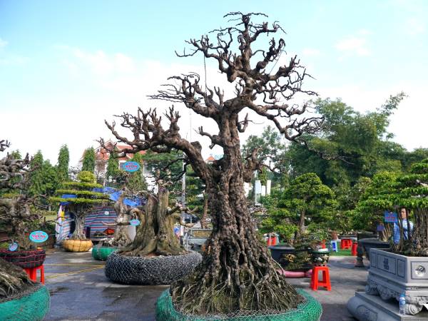 Cây khế sần sùi được chủ nhân 'treo' giá 2,2 tỷ đồng