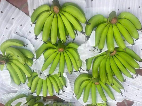 Hà Nội: Giá chuối xanh Tết tăng vùn vụt