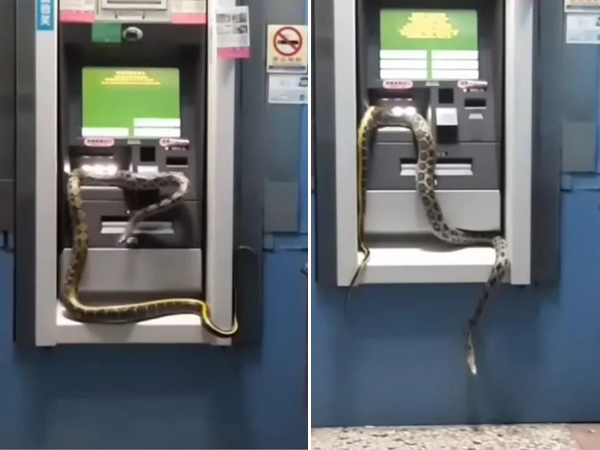 Thực hư chuyện rắn bò trên cây ATM khiến nhiều người tin là điềm lành năm mới