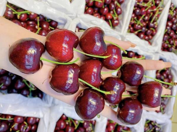 Đắt đỏ chưa từng thấy, 2 triệu đồng/kg cherry vẫn ‘cháy hàng’ ở chợ Tết Ất Tỵ