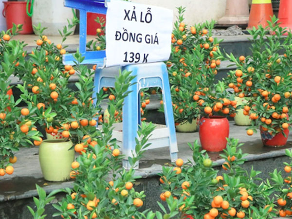 Đào, quất Tết giảm giá sớm
