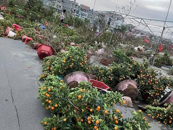 Xót xa hình ảnh đào, quất Tết đổ la liệt sau trận gió mạnh khi không khí lạnh tràn về: Tiểu thương khóc ròng