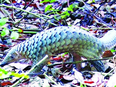 Huyền thoại rắn hổ mây khổng lồ đất rừng U Minh