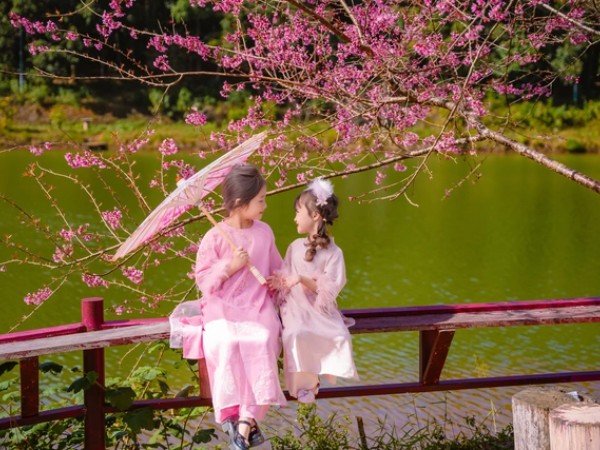 Măng Đen rực rỡ sắc hoa anh đào, người người mê đắm