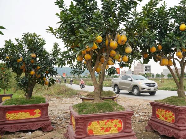 Đào cổ thụ, bưởi cảnh bỏ la liệt bên đường sau Tết, thương lái lỗ tiền tỷ