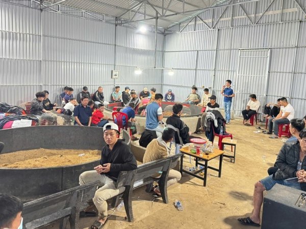 Đắk Lắk: Triệt phá tụ điểm đá gà ăn tiền, bắt giữ 50 đối tượng