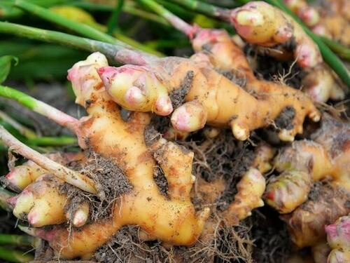 'Mỏ vàng' dưới lòng đất, 1 vốn 10 lời, giúp Việt Nam thu tiền tấn, được Trung Quốc, Ấn Độ ồ ạt thu mua