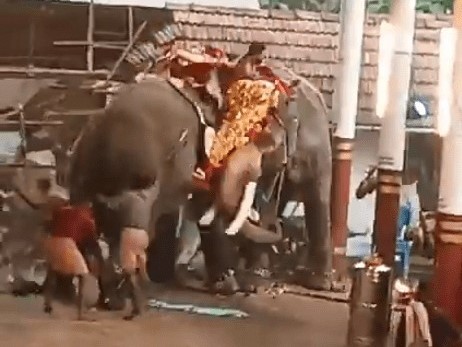 Kinh hoàng 2 con voi bất ngờ nổi điên khiến hàng chục người thương vong