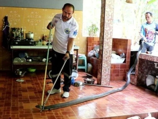 Đang ăn cơm, người phụ nữ sợ hãi bỏ chạy khi thấy rắn hổ mang chúa dài 4 mét