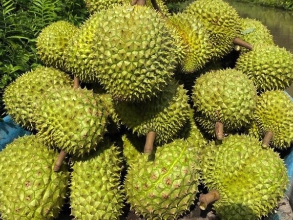 Sầu riêng Việt Nam lâm nguy
