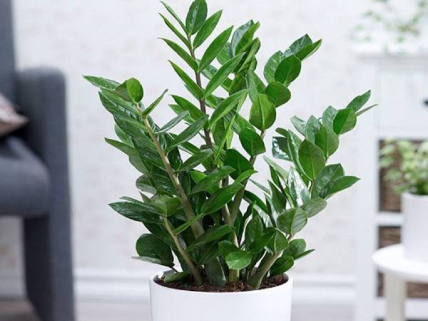 Cây Kim tiền hút lộc nhưng 2 người này trồng cẩn thận gặp họa, tiền bạc không cánh mà bay
