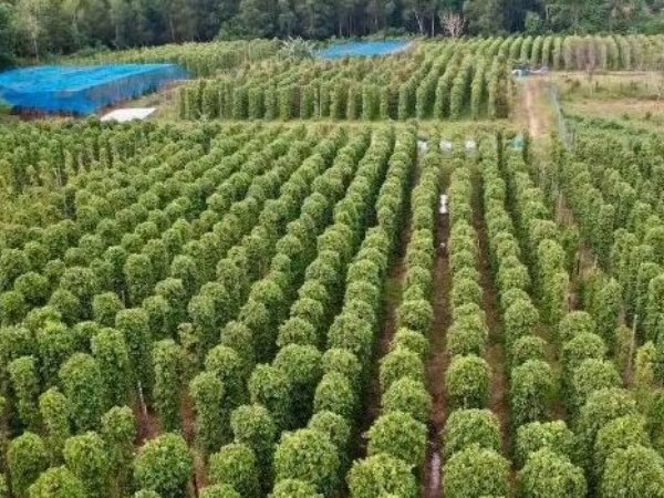 Một loại nông sản thế giới đang lên cơn khát nhưng Việt Nam sở hữu hơn 100.000 ha: Mỹ, Đức liên tục tìm mua, giá tăng phi mã