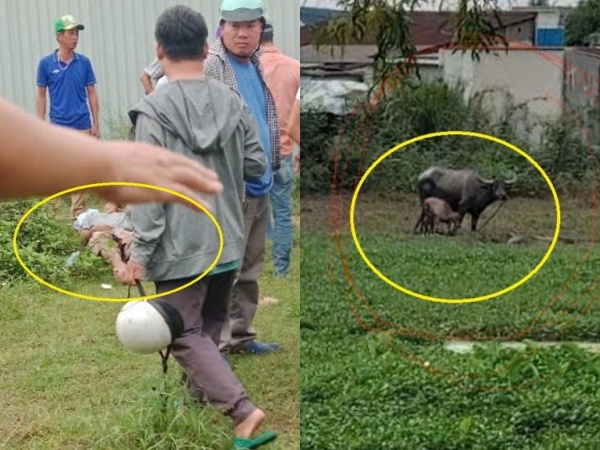 2 người bị thương nguy kịch vì…chọc phá trâu cái mới sinh con