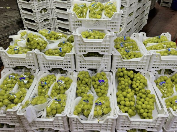 Nho sữa Trung Quốc: Hàng thượng hạng giá rẻ hơn mớ rau muống ở chợ Việt