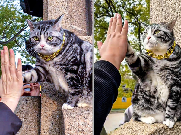 Mèo gây sốt khi biết đứng trước cửa đền để đập tay với du khách