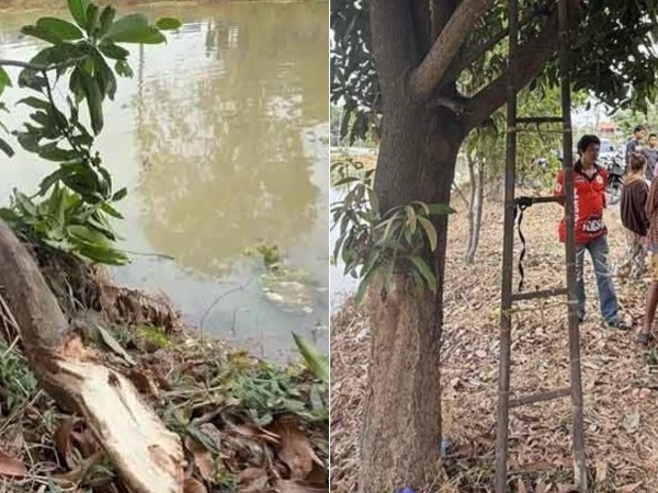 Tai nạn hi hữu khiến người đàn ông thiệt mạng khi hái xoài
