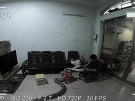 Thanh niên la hét thất thanh, hất văng chiếc TV xuống đất, 'vị khách lạ' thình lình trườn vào phòng 'ngơ ngác': Đã ai làm gì đâu!