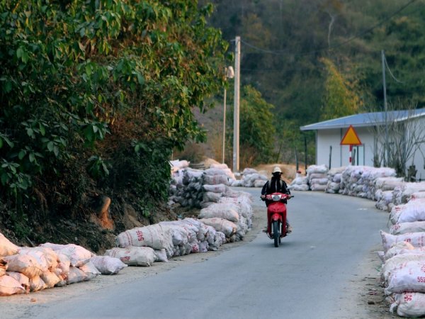 Giá sắn rớt thảm, trong tháng 3 sẽ thu mua hết cho bà con