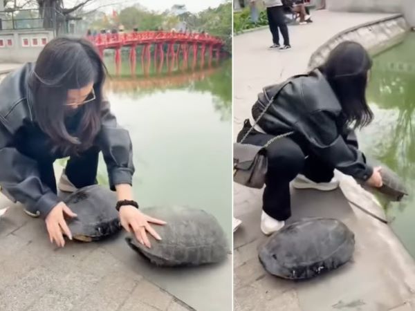 'Nhà rùa học' Hà Đình Đức lên tiếng việc cô gái phóng sinh 2 con rùa ở Hồ Gươm
