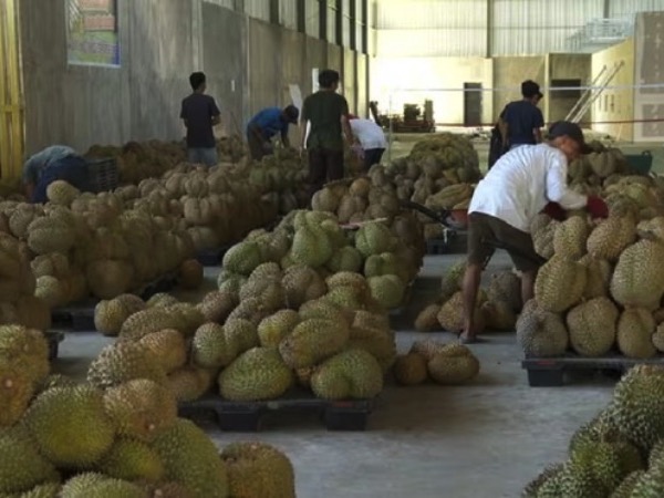 'Ngoại giao sầu riêng' giữa Trung Quốc và Indonesia