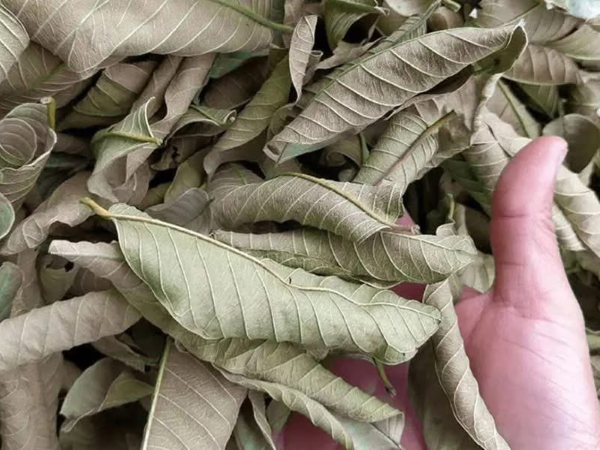 Thực hư uống nước lá ổi gây suy thận độ 3
