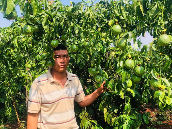 Người đàn ông ứa nước mắt thấy cả vườn chanh dây sắp thu hoạch bị chặt đứt gốc