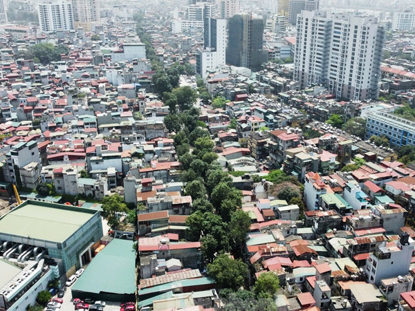 Cận cảnh hàng cây cổ thụ sắp bị di chuyển, chặt hạ để mở đường 'đắt nhất hành tinh'