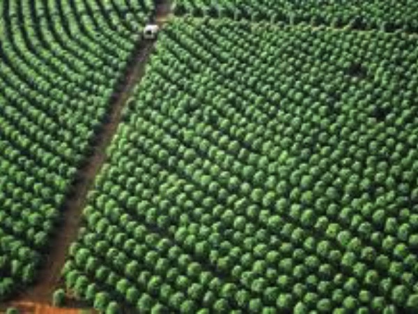 Hàng chục nghìn tấn 'hạt vàng' của Việt Nam đổ bộ Mỹ với giá cực đắt, thuế nhập khẩu 0%