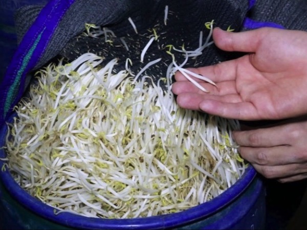 Hé lộ thị trường tiêu thụ 3.500 tấn giá đỗ ngâm 'nước kẹo'