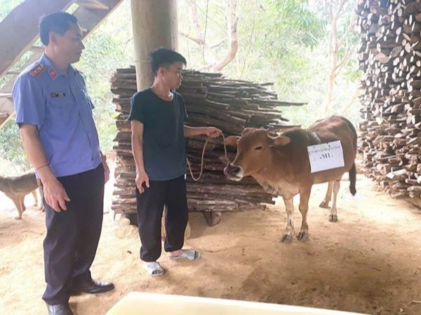 Ly kỳ 2 nhà đưa bò đi xét nghiệm ADN, chi phí 'chát' hơn giá con bò