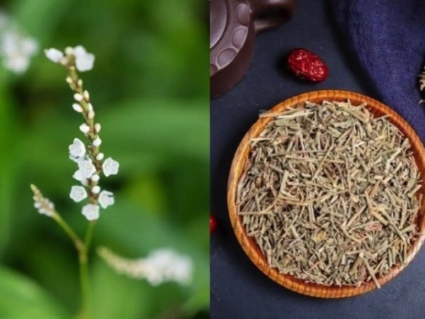Người Việt biến lá rau dại thành 'lá vàng', hái đếm tiền không xuể
