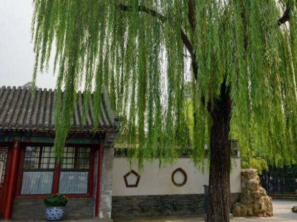 Người xưa dặn: 'Trước nhà trồng 5 loại cây này, Thần Tài tránh xa, vận may rời bỏ', đó là cây gì?