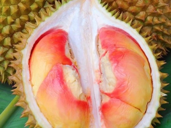 Loại sầu riêng có màu vàng cam bắt mắt gần 1 triệu đồng/ kg