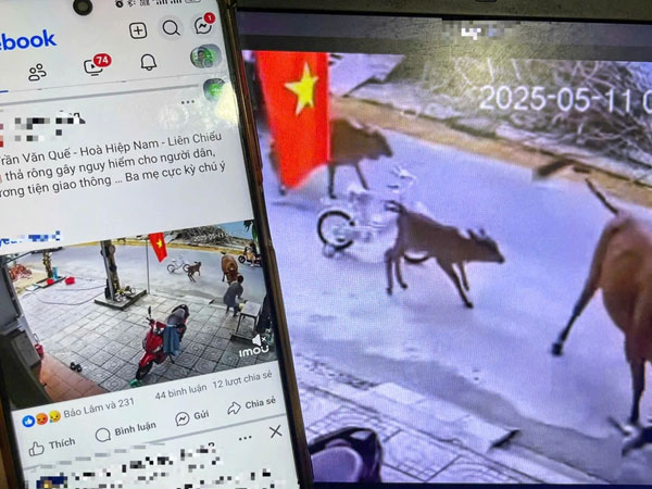 Bò thả rông húc văng cháu bé đang chơi trước cửa nhà