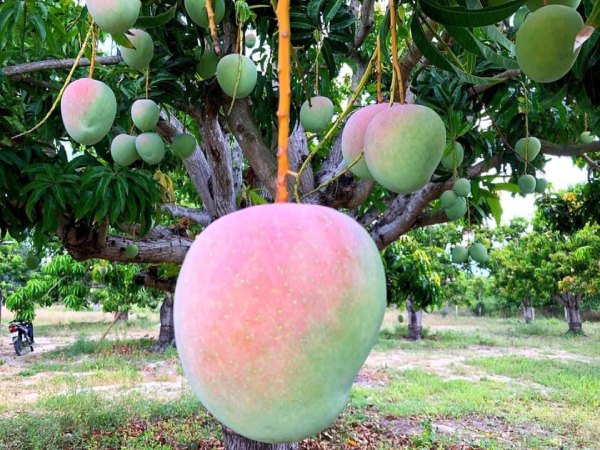 Xoài Úc Cam Lâm rớt thảm còn 1.000 đồng/kg, nông dân 'khóc ròng' chờ giải cứu