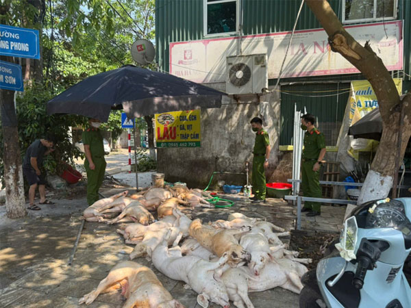 Bất ngờ kiểm tra nhà hàng, phát hiện hàng chục con lợn vứt trên sàn nhà, ruồi bâu đầy sắp được đem quay