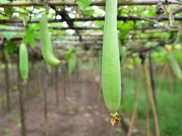 3 kiểu mướp tuyệt đối phải vứt bỏ kẻo khiến cả gia đình bị ngộ độc, hỏng hệ tiêu hóa