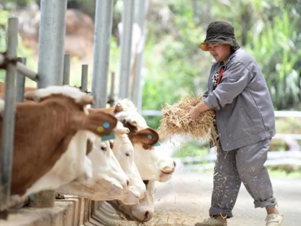 Cú lừa nuôi bò tinh vi chiếm đoạt 1.800 tỷ đồng của nhà đầu tư