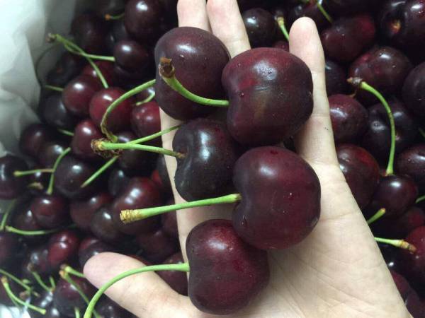 Cherry nhà kính của Trung Quốc giá nửa triệu đồng vẫn đắt khách