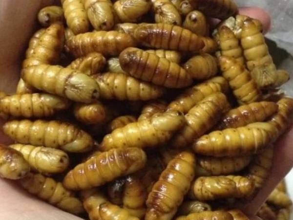Bệnh nhân sốc phản vệ độ 3 sau khi ăn nhộng tằm tại Lào Cai