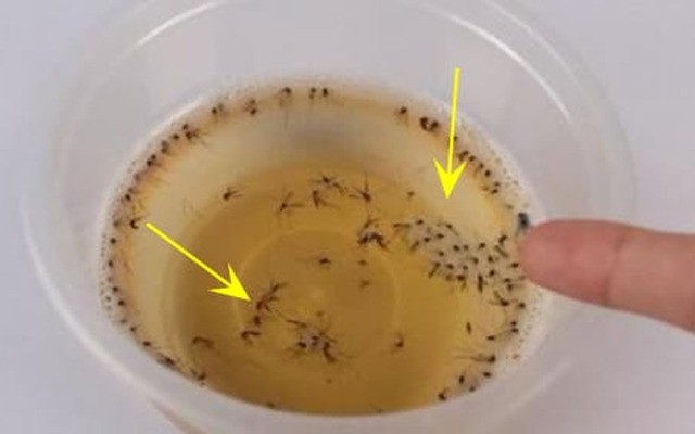 Diệt muỗi tại nhà bằng một bát nước, công thức cực kỳ đơn giản mà không cần hóa chất