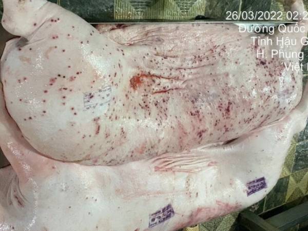 Nóng: Đã xác định người đóng dấu kiểm dịch sai đối với heo bệnh của Công ty C.P. Việt Nam