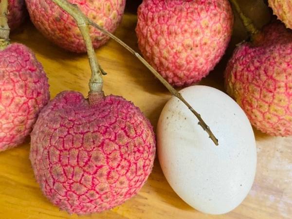Loại vải hơn 10.000đ/quả, to bằng trứng gà: Người ăn nhận xét 'Chưa bao giờ ăn vải nào ngon thế này'