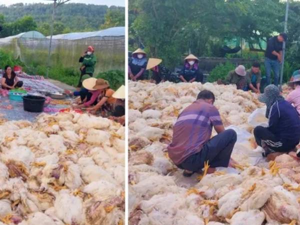 Hơn 10.000 con gà chết ngạt trước ngày xuất chuồng, chủ trang trại mất trắng tiền tỷ