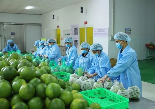 Lý do xuất khẩu rau quả sụt giảm mạnh