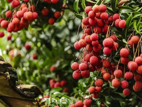 Vải thiều Trung Quốc có loại hơn 1 triệu đồng/kg, thổi lên thành hàng xa xỉ