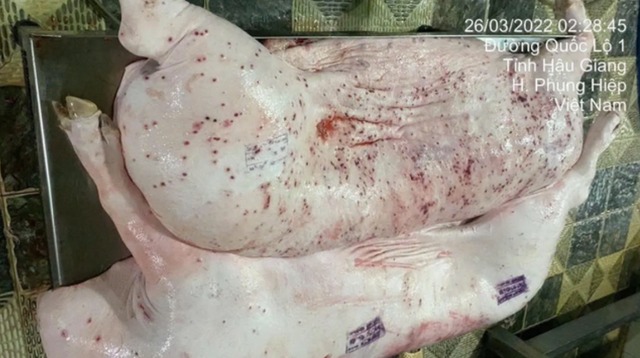 Vụ Công ty C.P. bị tố bán 'thịt bẩn': Tiết lộ hướng xử lý cán bộ đóng dấu kiểm dịch sai trên heo bệnh