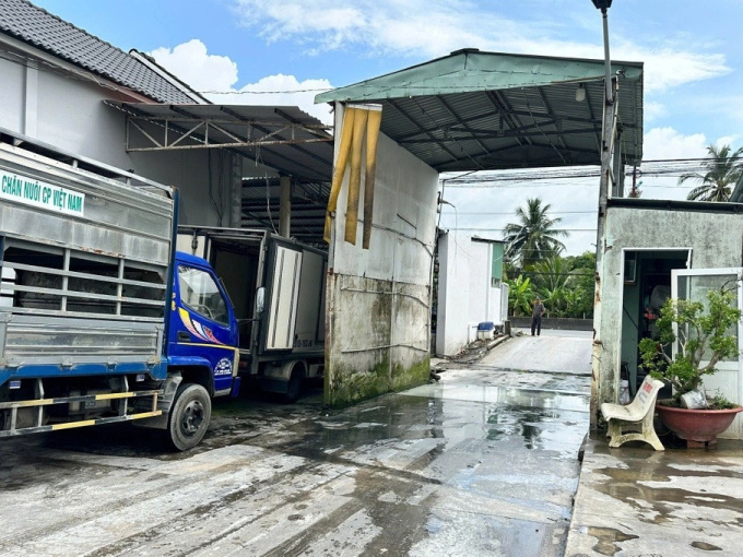 Lò mổ nhỏ quy mô 20 con/ngày đã 'gia công hơn 20.000 con heo' cho công ty C.P. Việt Nam trong 12 tháng bằng cách nào?
